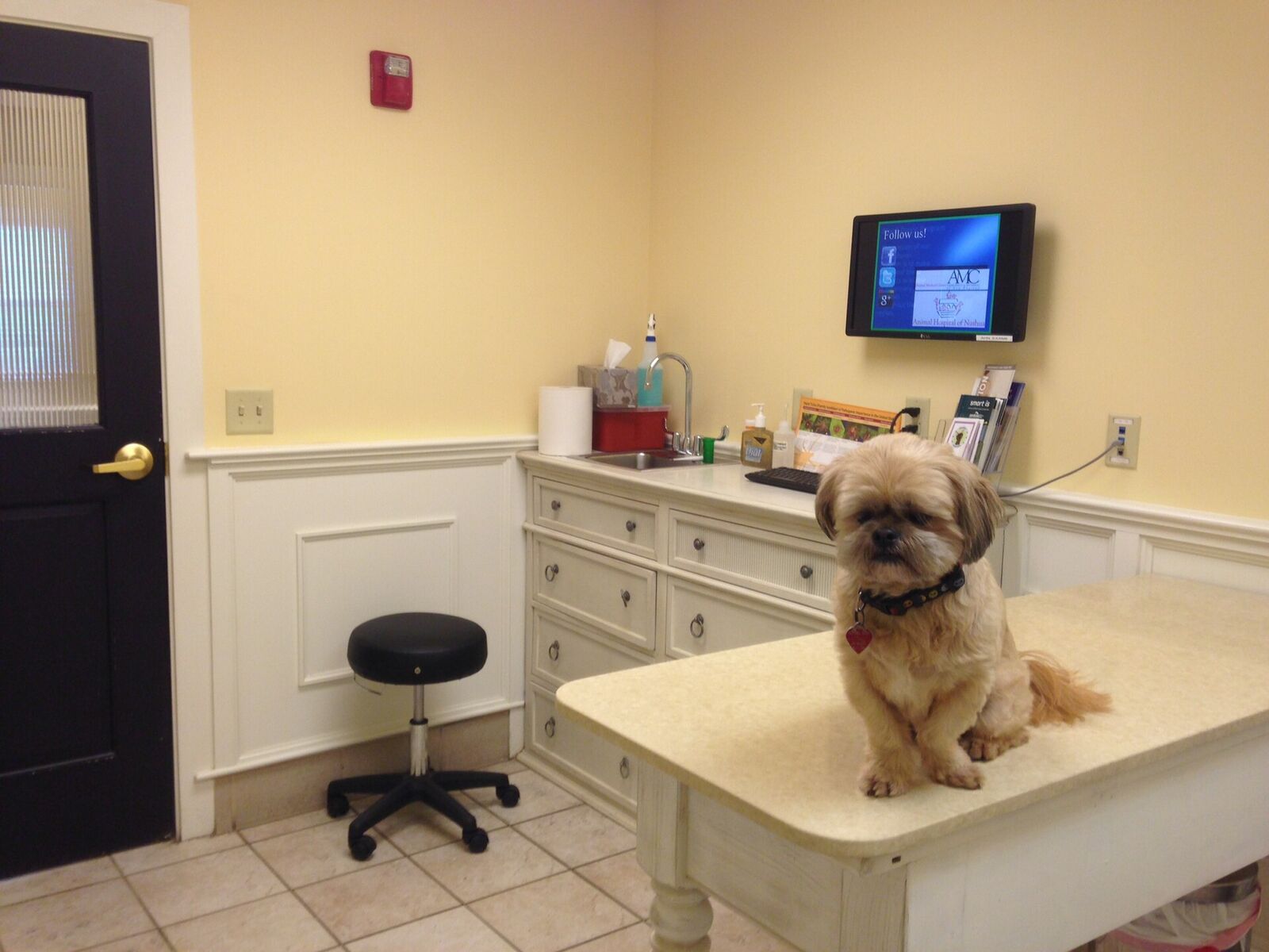 A small dog sitting on an exam table in a bright vet clinic
