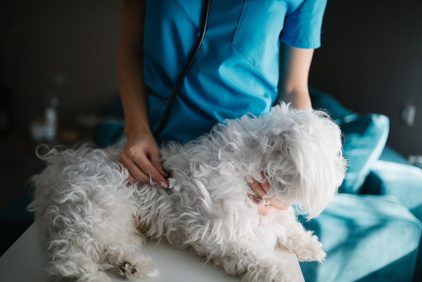 A vet in blue scrubs examining a small white dog with a stethoscope